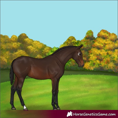 Horse Color:Gray Bay 