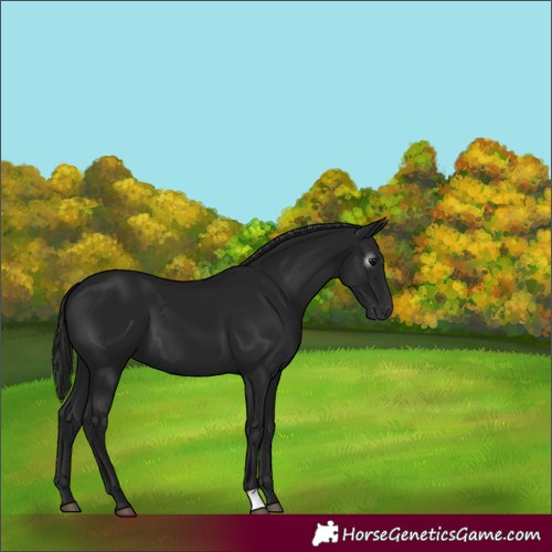 Horse Color:Gray Black 