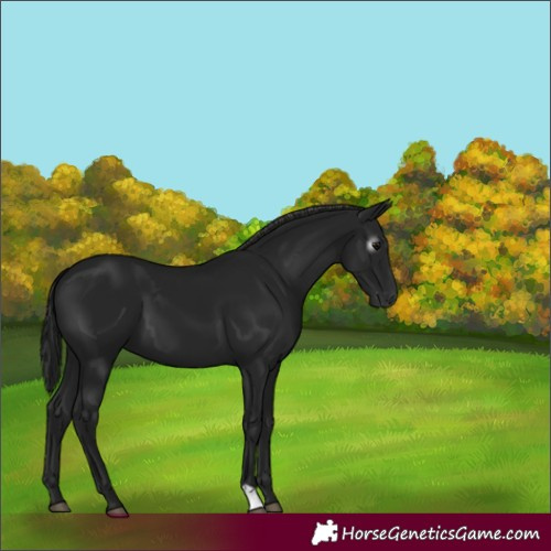 Horse Color:Gray Black 