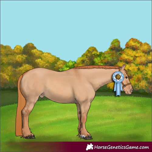 Horse Color:Red Dun Varnish