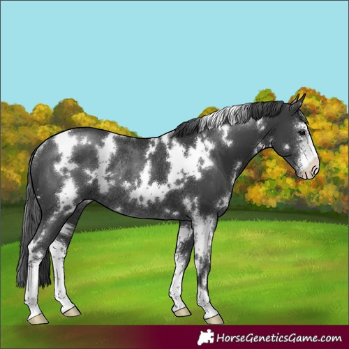 Horse Color:White Spotted Black Sabino Rabicano