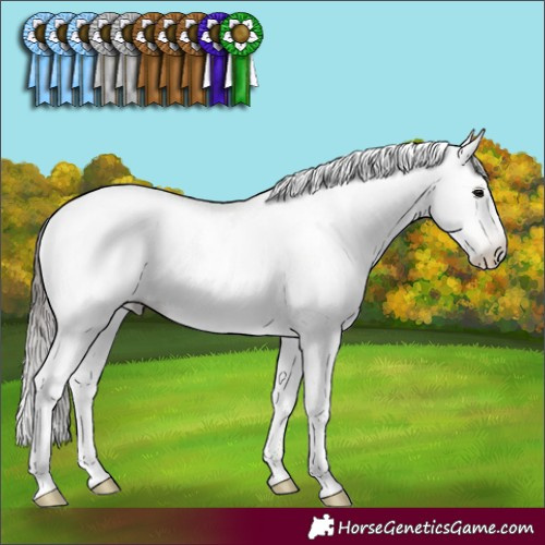 Horse Color:Gray Black Pearl Sabino Rabicano 