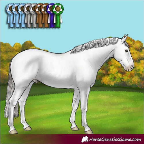 Horse Color:Gray Black Pearl Sabino Rabicano 