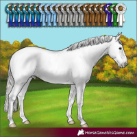 Horse Color:Gray Black Pearl Sabino Rabicano 