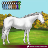 Horse Color:Gray Black Pearl Sabino Rabicano