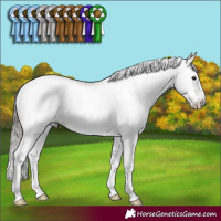 Horse Color:Gray Black Pearl Sabino Rabicano 