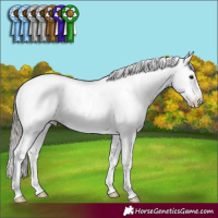 Horse Color:Gray Black Pearl Sabino Rabicano 