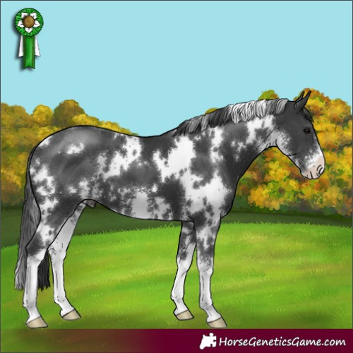 Horse Color:White Spotted Black Sabino 