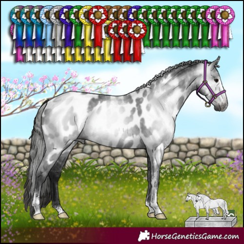 Horse Color:Gray Black Sabino Appaloosa Rabicano 