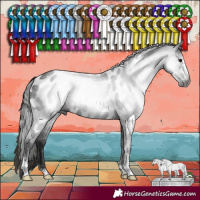 Horse Color:Gray Black Sabino Appaloosa Rabicano