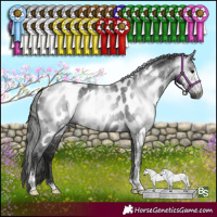 Horse Color:Gray Black Sabino Appaloosa Rabicano 
