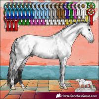 Horse Color:Gray Black Sabino Near Leopard Rabicano