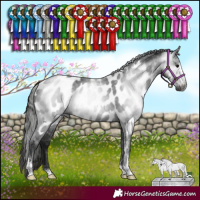 Horse Color:Gray Black Sabino Appaloosa Rabicano 