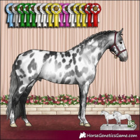 Horse Color:Gray Black Sabino Appaloosa Rabicano 