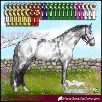 Horse Color:Gray Black Sabino Appaloosa Rabicano