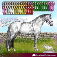 Horse Color:Gray Black Sabino Appaloosa Rabicano 