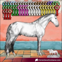 Horse Color:Gray Black Sabino Appaloosa Rabicano 