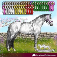 Horse Color:Gray Black Sabino Appaloosa Rabicano 