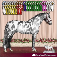 Horse Color:Gray Black Sabino Appaloosa Rabicano