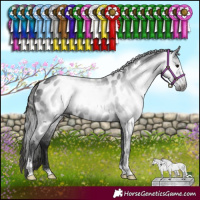 Horse Color:Gray Black Sabino Appaloosa Rabicano 