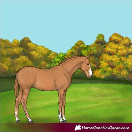 Horse Color:Chestnut 