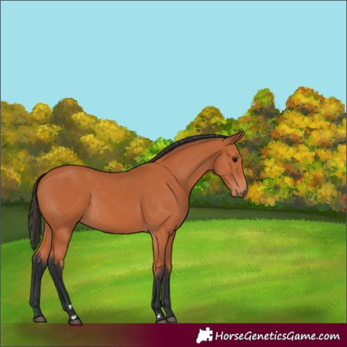 Horse Color:Bay 