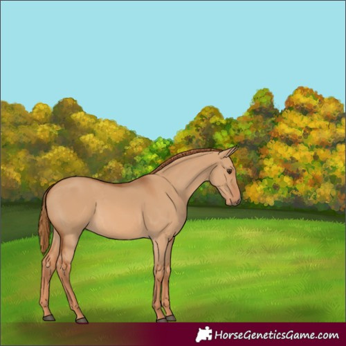 Horse Color:Red Dun 