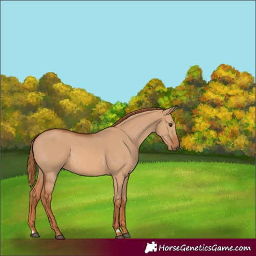Horse Color:Red Dun 