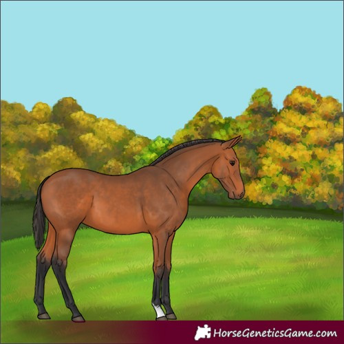 Horse Color:Bay 