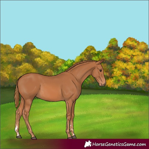 Horse Color:Chestnut 