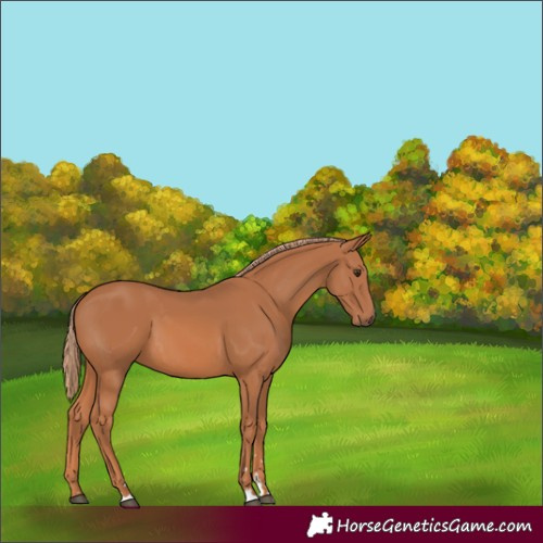 Horse Color:Chestnut 