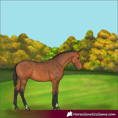 Horse Color:Bay 