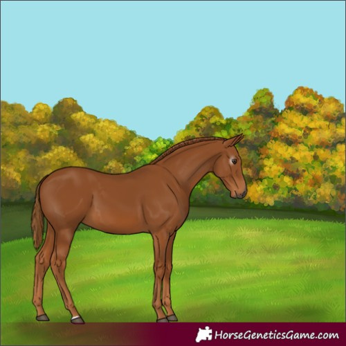 Horse Color:Gray Chestnut 