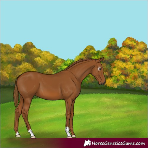 Horse Color:Gray Chestnut 