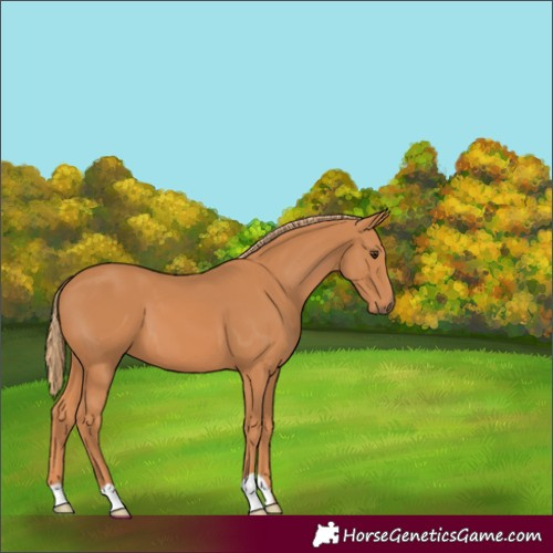 Horse Color:Chestnut 