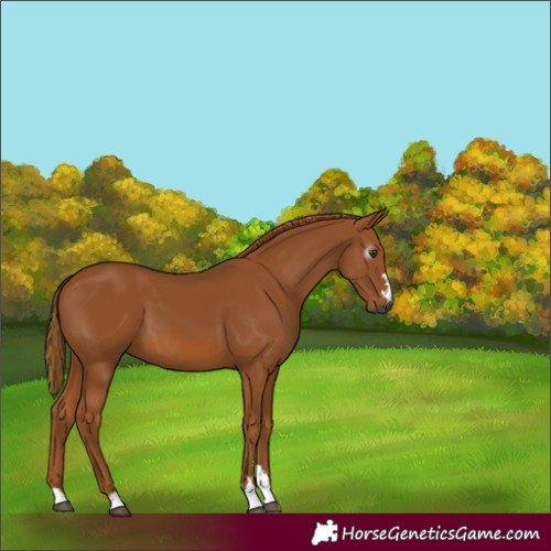 Horse Color:Gray Chestnut 