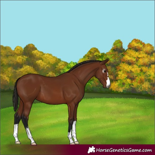 Horse Color:Gray Bay 