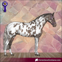 Horse Color:Silver Black Tobiano Appaloosa Rabicano 