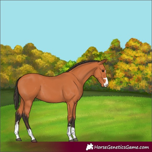 Horse Color:Bay 