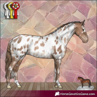Horse Color:White Spotted Black Pearl Near Leopard Rabicano 