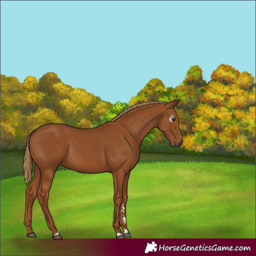 Horse Color:Gray Chestnut 