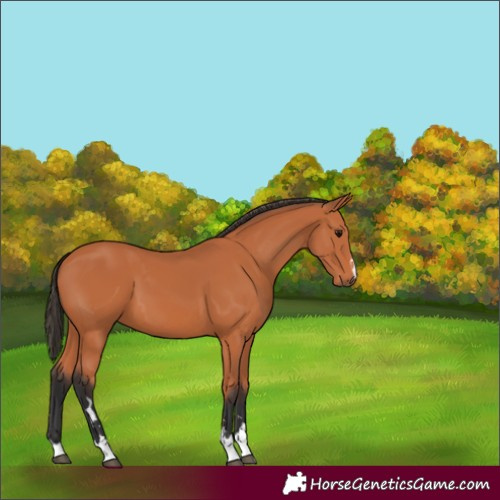 Horse Color:Bay 