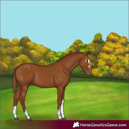 Horse Color:Gray Chestnut 