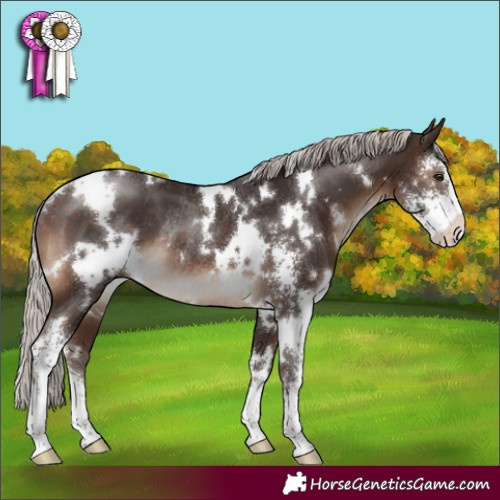 Horse Color:White Spotted Silver Brown Sabino Rabicano 