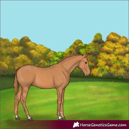 Horse Color:Chestnut 