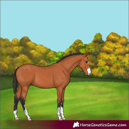 Horse Color:Bay 