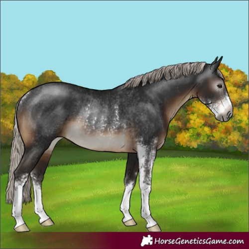 Horse Color:Gray Silver Brown Sabino Rabicano