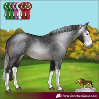 Horse Color:Gray Brown Sabino Splash Appaloosa 