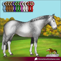 Horse Color:Gray Brown Sabino Splash Appaloosa 