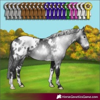 Horse Color:Gray White Spotted Brown Appaloosa Rabicano 